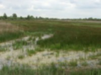 Wicken Fen 3.jpg
137.67 KB
1024 x 768
4/26/02